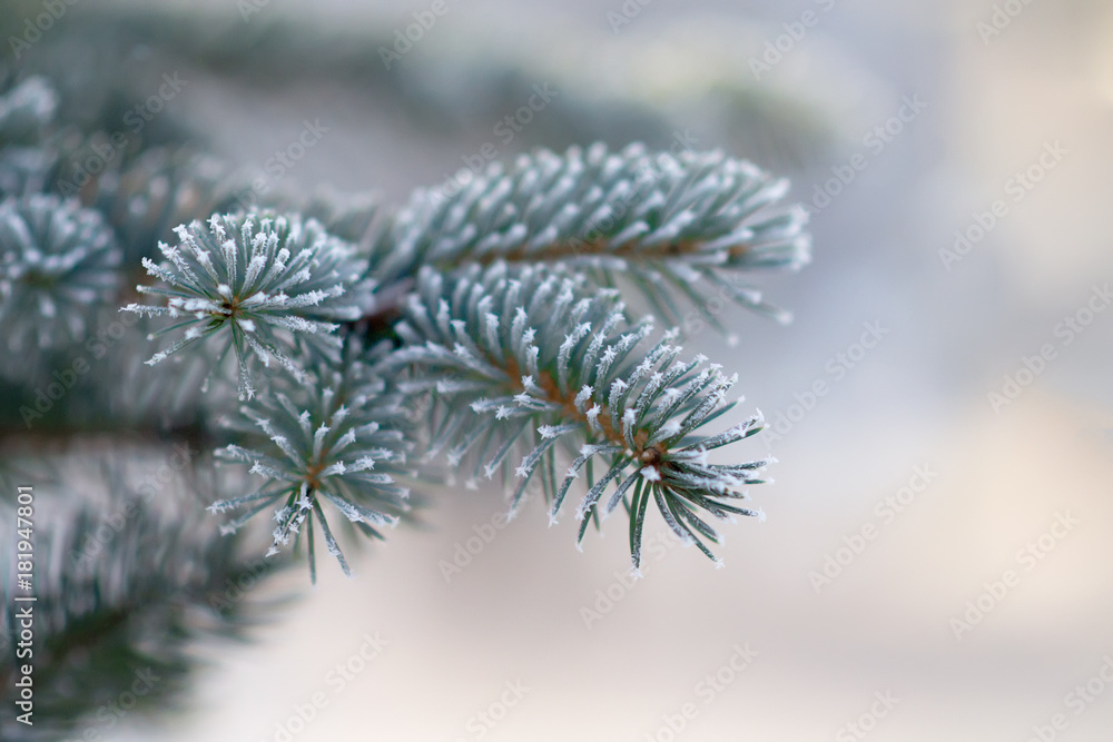 Fir tree branche covered with hoarfrost. Selective focus