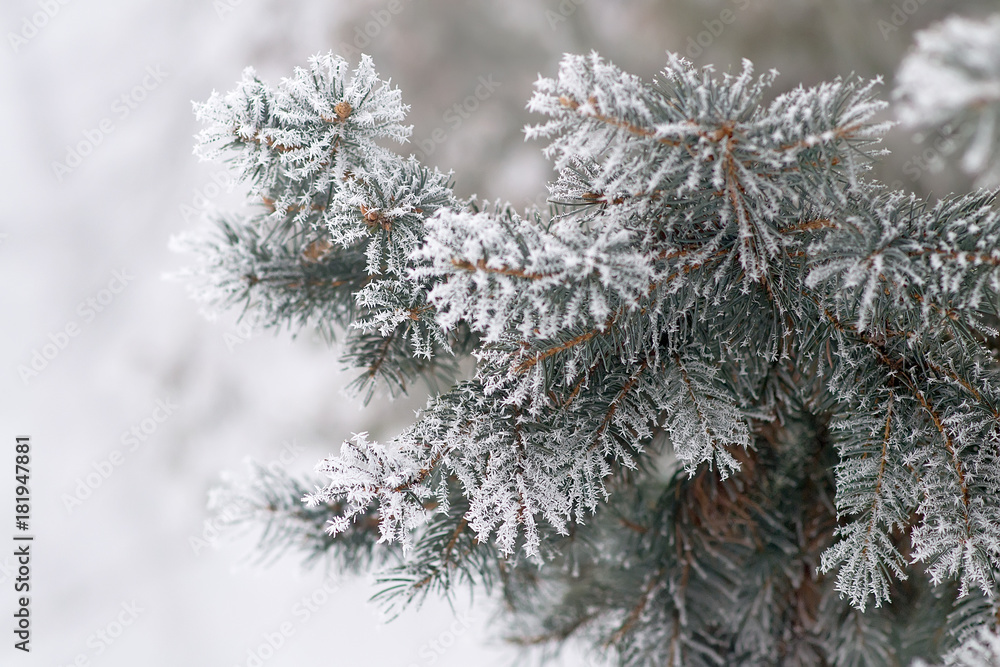 Fir tree branche covered with hoarfrost. Selective focus Fir tree branche covered with hoarfrost. Selective focus