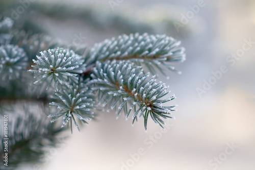 Fir tree branche covered with hoarfrost. Selective focus