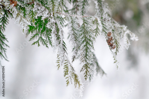 Fir tree branche covered with hoarfrost. Selective focus