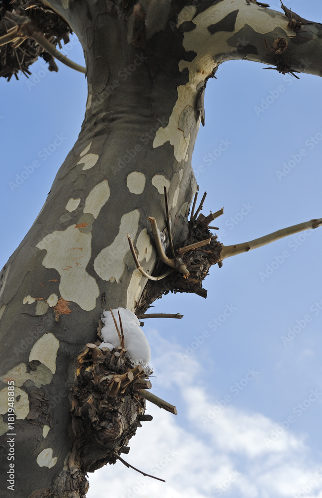 Obraz premium 冬 木 素材