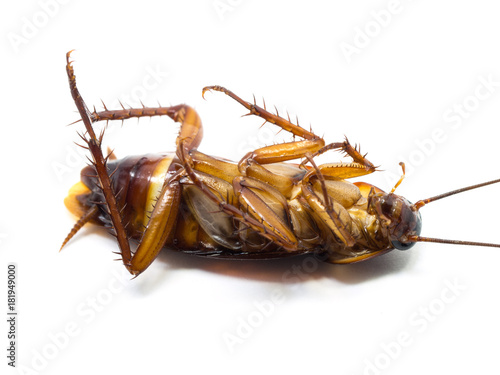 Closeup cockroach show details all of body on a white background (ISOLATED). Cockroaches are carriers of the disease.