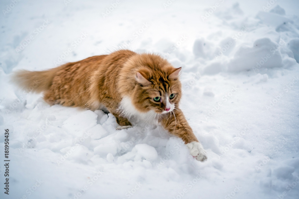 red cat running through the snow red cat running through the snow