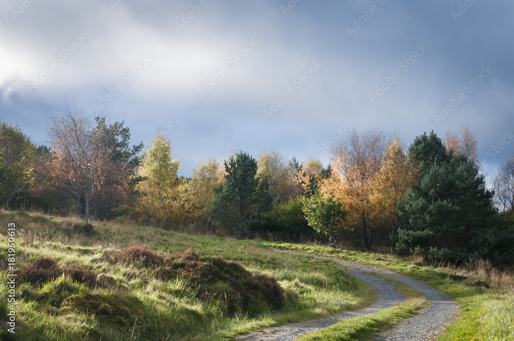 Obraz premium Trees and Track / Trees illuminated in the Scottish autumnal sunshine.