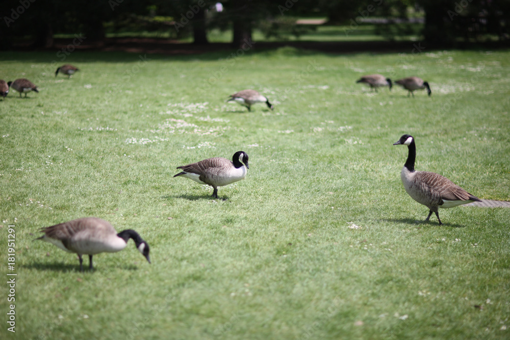Canadian geese graze on the green lawn of the city park Canadian geese graze on the green lawn of the city park