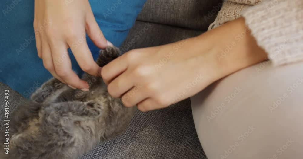 Close up of grey small cat lying on the grey sofa between pillows and playing with woman's hands. Indoors Close up of grey small cat lying on the grey sofa between pillows and playing with woman's hands. Indoors