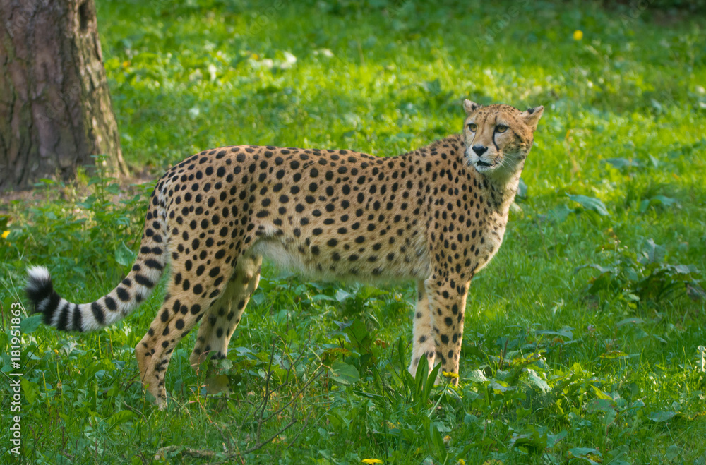 Red list animal - cheetah or cheeta, fastest land animal, large felid of  the subfamily Felinae. Stock Photo | Adobe Stock