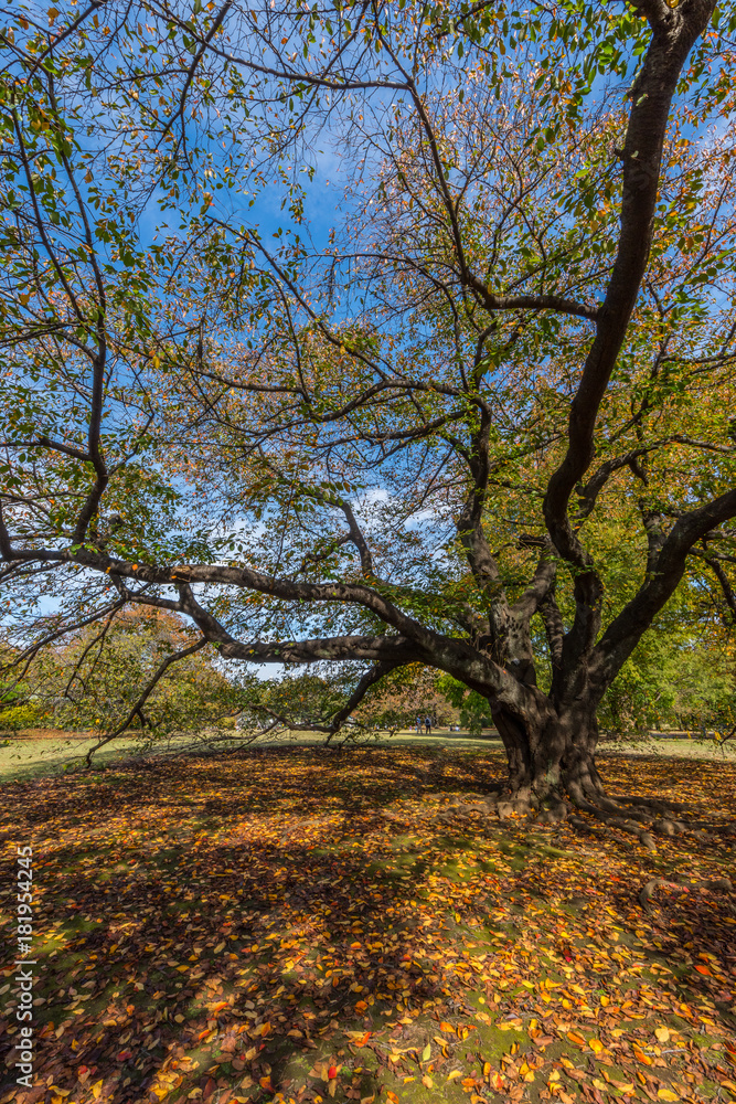 Beautiful Japanese Garden in Autumn Season, Tokyo, Japan Beautiful Japanese Garden in Autumn Season, Tokyo, Japan