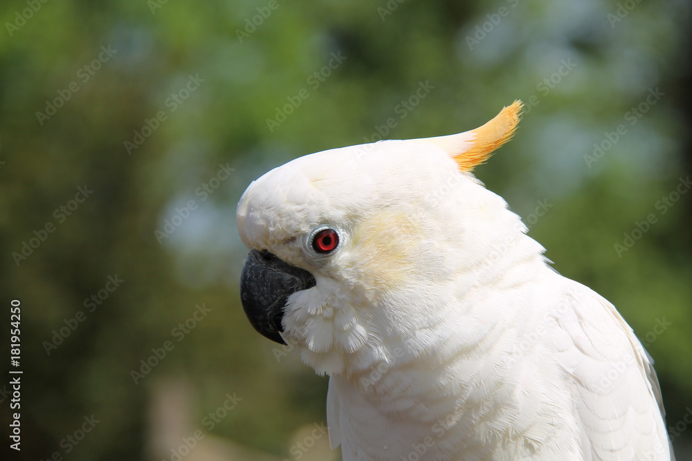 The Head of a Sulphur Crested Cockatoo Parrot Bird. The Head of a Sulphur Crested Cockatoo Parrot Bird.