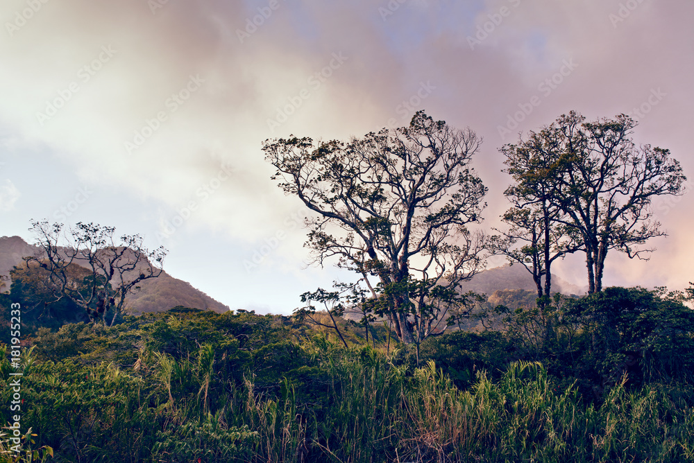 Fototapeta premium Road Trippin' Panama - Boquete National Park