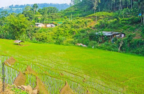 The terrace paddy field, Ketawala photo