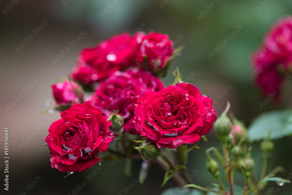雨に濡れた赤いバラの花