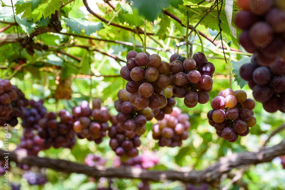 樹上の葡萄の実