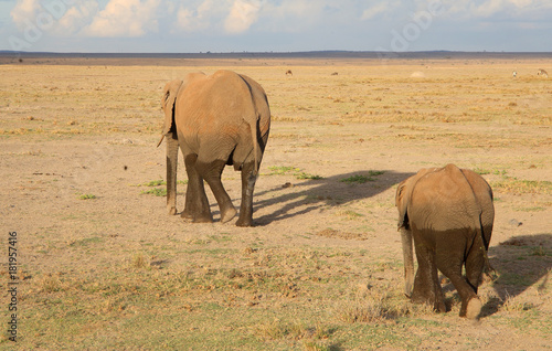 Elefanten in Afrika