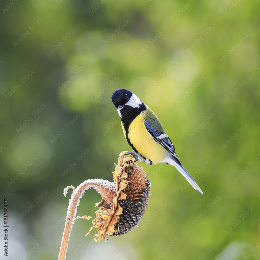 Fototapeta premium little bird flies to the sunflower seeds and eagerly bite