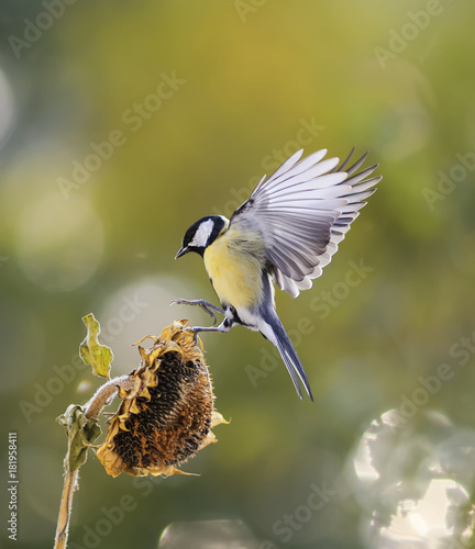 Canvas-taulu bird flies to the flower of the sunflower seeds and eagerly bite