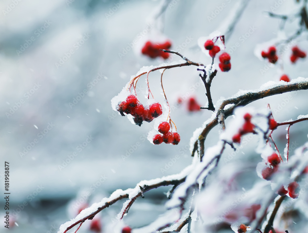 juicy red clusters of Rowan berries covered with white crystals of ice during the first snowfall