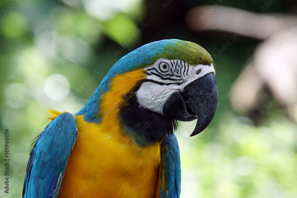 Parrot with good morning air Parrot with good morning air