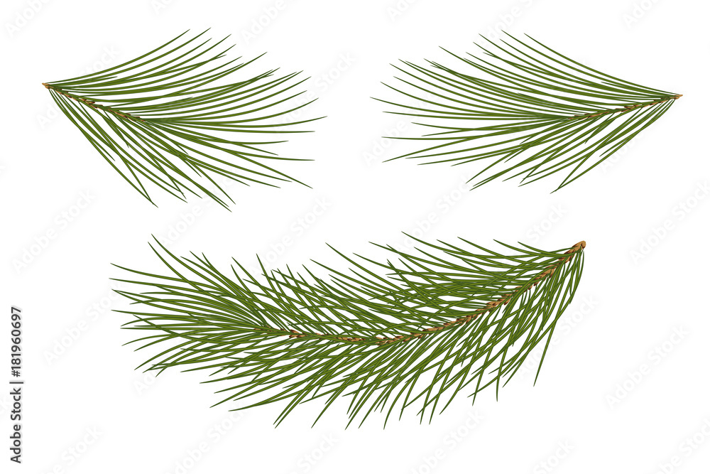 Obraz premium Vector illustration. Eps 10.Set of pine branches for festive decor. Isolated without a shadow.