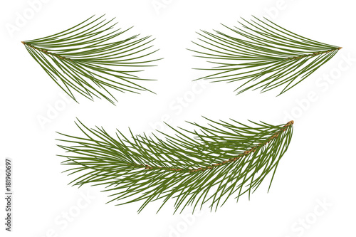 Vector illustration. Eps 10.Set of pine branches for festive decor. Isolated without a shadow.