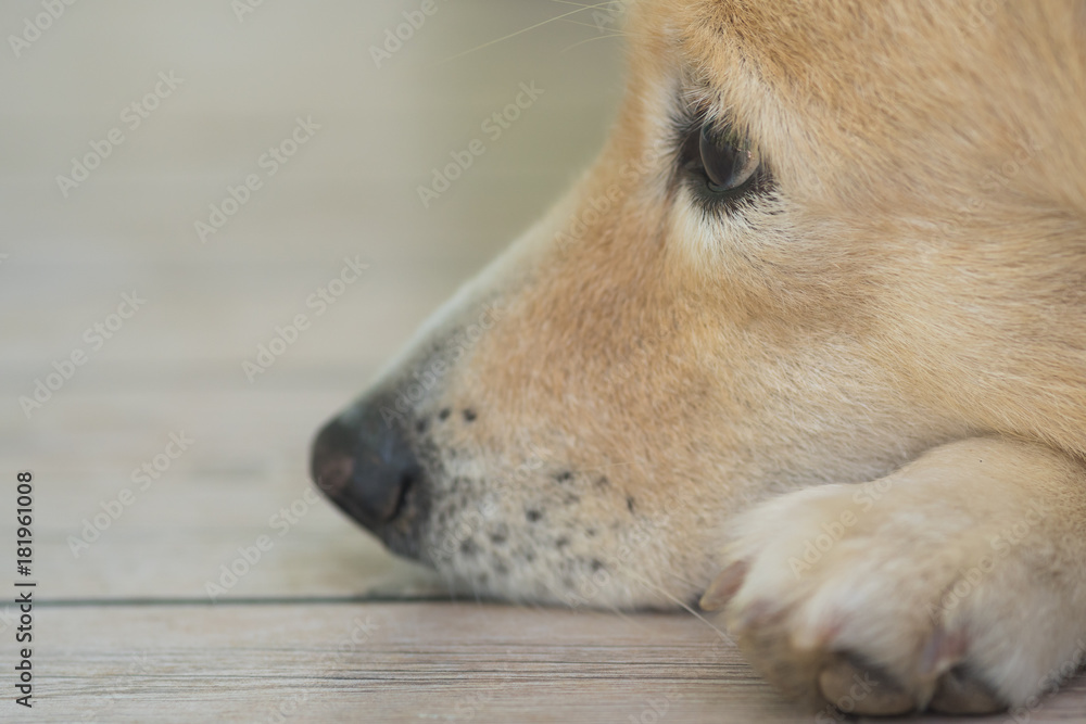 The lonely dog lay down on the ground and think about when boos come back The lonely dog lay down on the ground and think about when boos come back