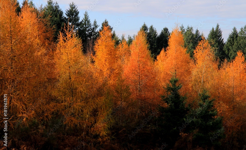 mélèze en automne mélèze en automne