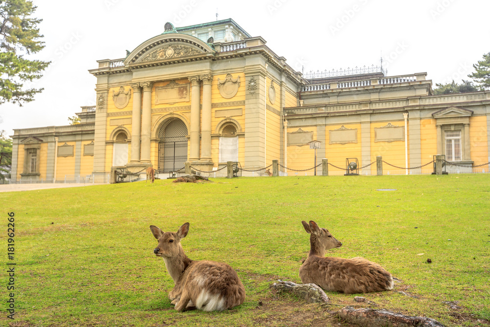Naklejka premium Two wild deer sitting on the grass in front of National Museum of Nara in Nara, Japan. The park of Nara is a public park where over 1,200 wild sika rotates freely and are considered a natural monument