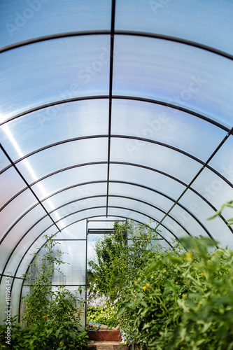 A greenhouse with bushes of tomatoes and peppers, a view from the inside.