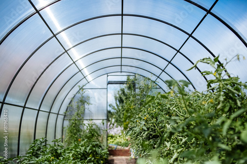A greenhouse with bushes of tomatoes and peppers, a view from the inside.