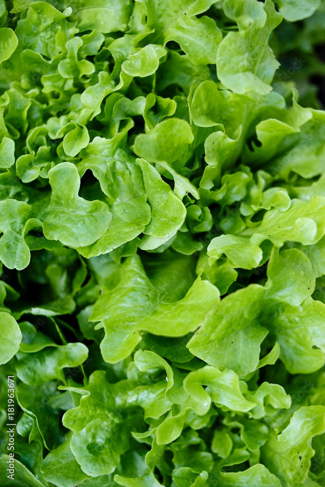 Green salad close-up. Green salad close-up.