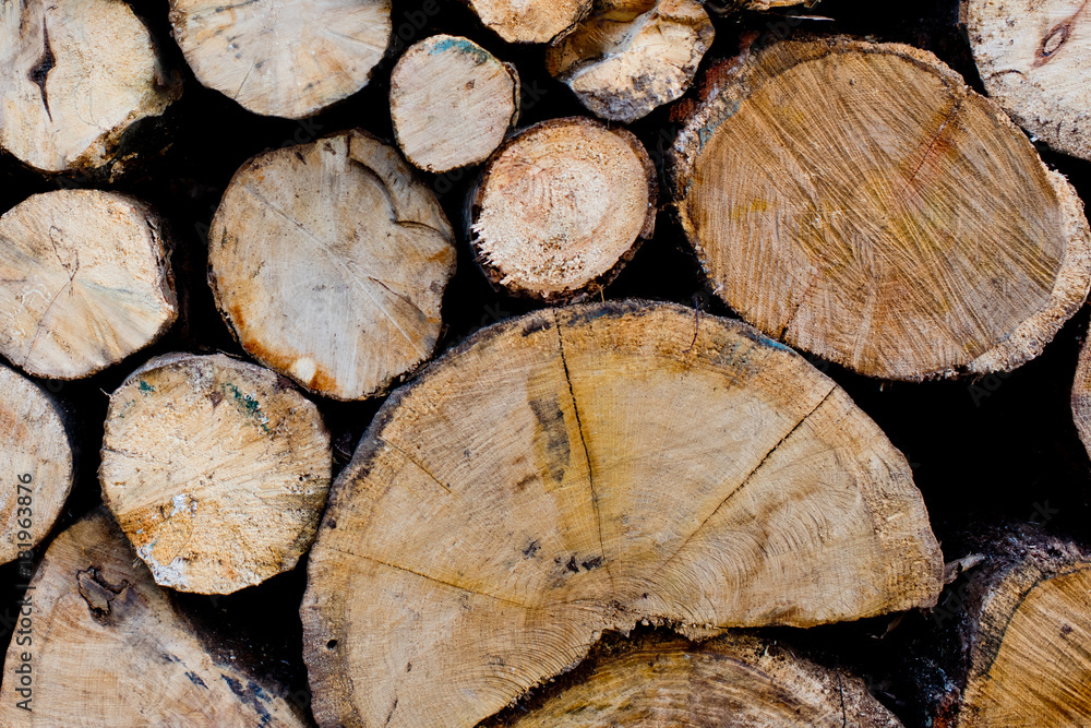 Naklejka premium Wood texture background of cut logs. Pile of logs.