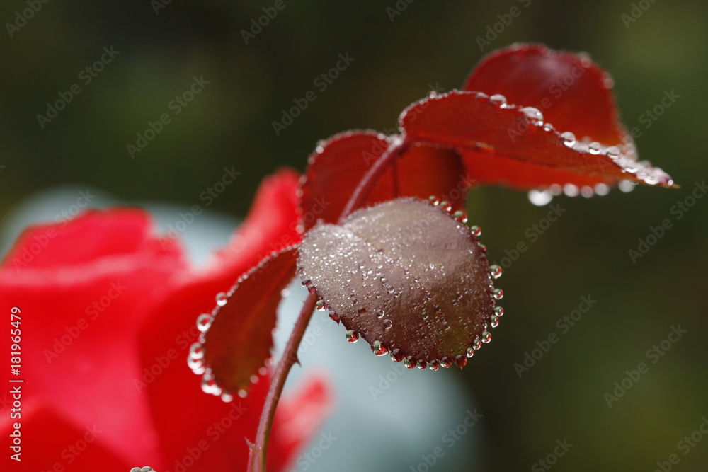 rosedrops 3 rosedrops 3