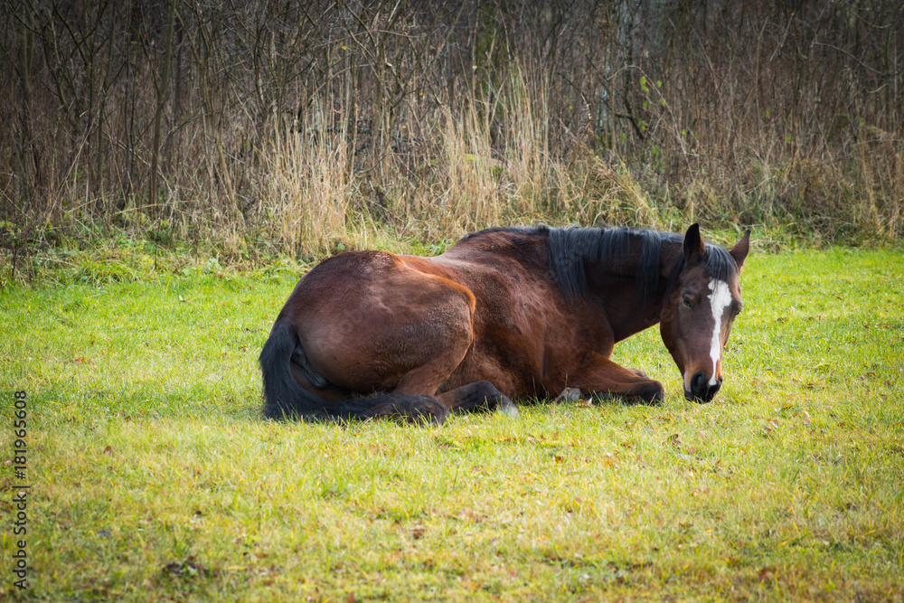 Fototapeta premium Brown horse closeup against green grass and dark forest