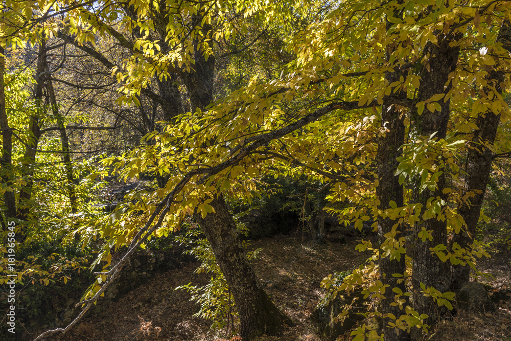 Chestnuts in autumn of the forest of La Herreria, San Lorenzo del Escorial