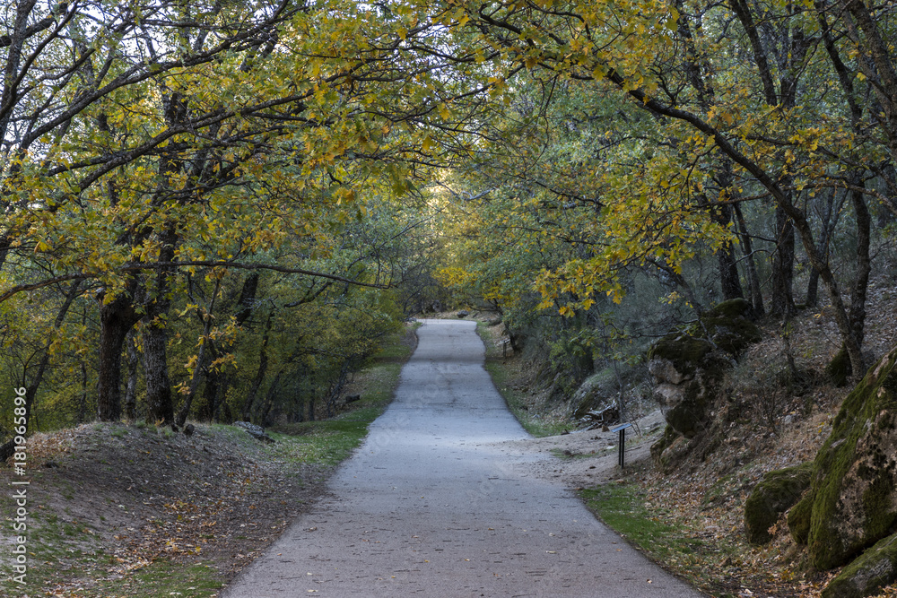 Road in autumn in the forest of La Herreria, San Lorenzo del Escorial