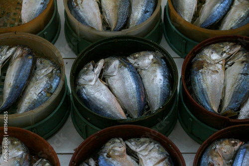 mackerel fishes 