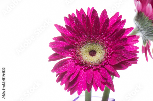 Petals of pink gerbera flower with water droplets on white background.