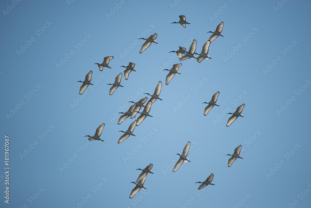 Fototapeta premium ibis sacro