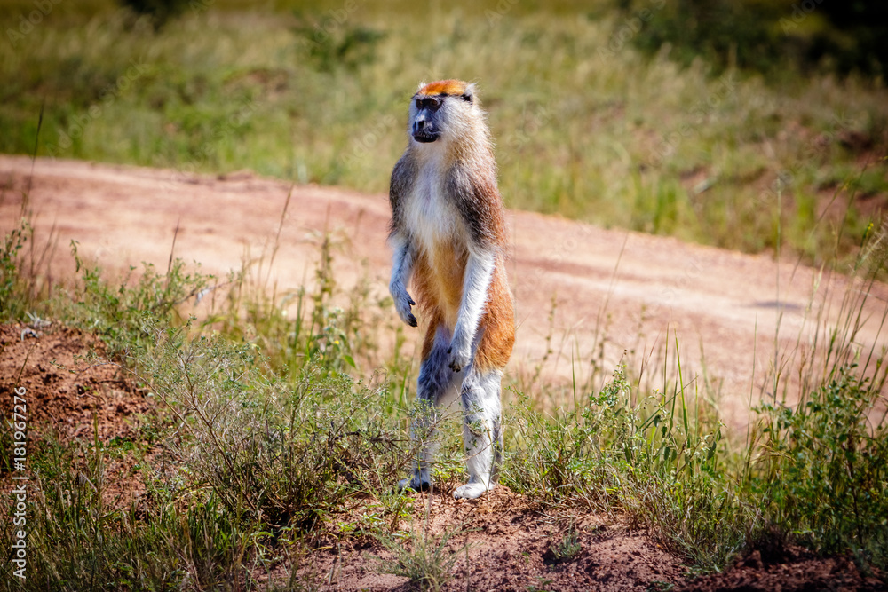 Fototapeta premium A curious standing patas monkey in the Murchison Falls national park in Uganda. Too bad this place, lake Albert, is endangered by oil drilling companies