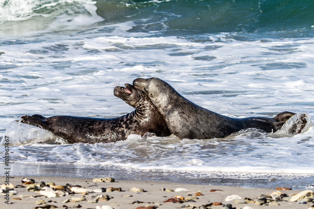 Obraz premium Fight insite breakwater