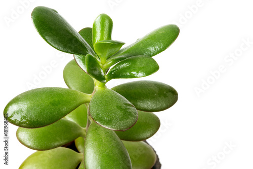 Succulent plant with thick fleshy leaves on a white background closeup