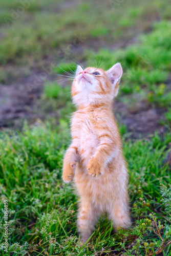 kitten standing on hind legs on grass © shymar27