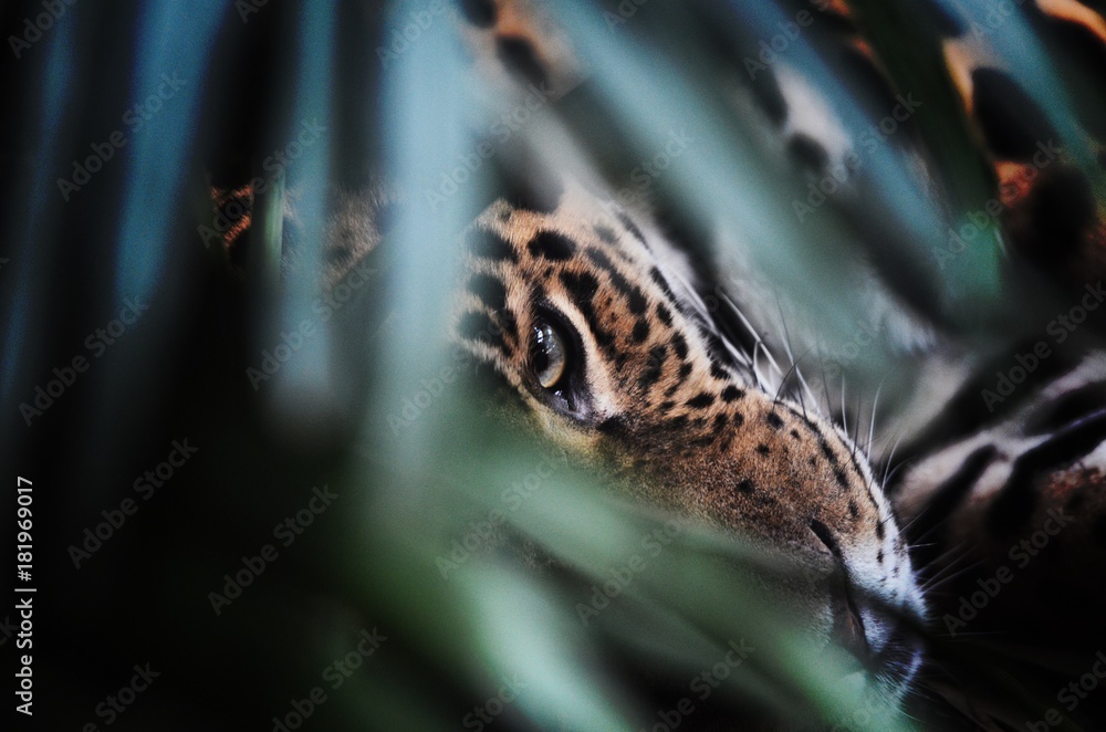 Obraz premium Jaguar