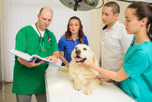 Fototapeta Naklejka Na Ścianę i Meble -  Healthy dog under medical exam