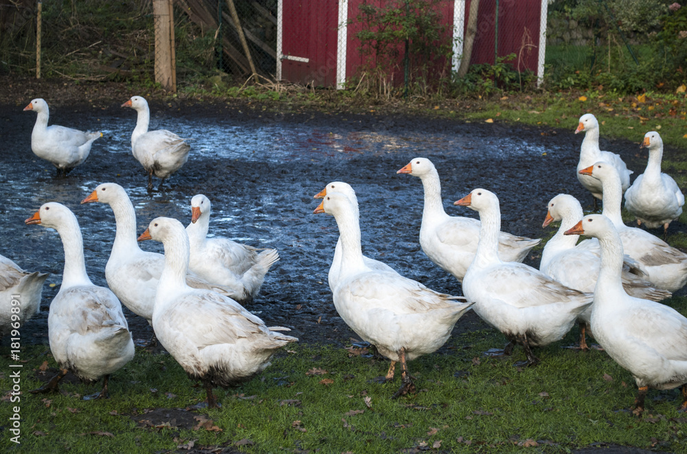 Obraz premium Gänseschar in idyllischer Natur und artgerechter Tierhaltung im Herbst in Deutschland