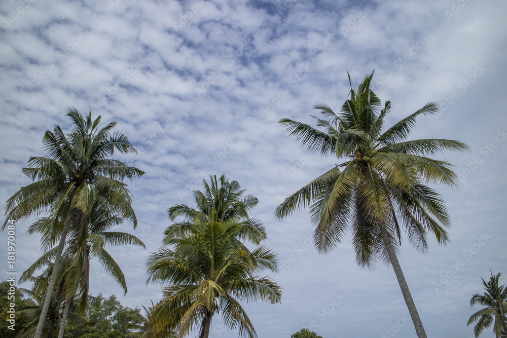 one view from under coconut trees