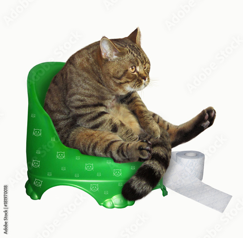 The cat with roll of toilet paper is on a children's potty. White background.
