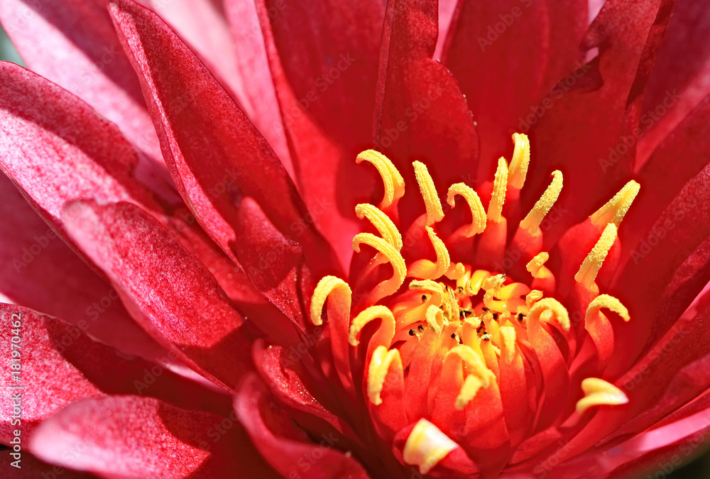 Macro Macro