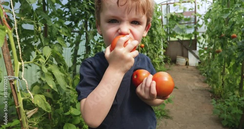 little boy tasting homegrown tomatoes