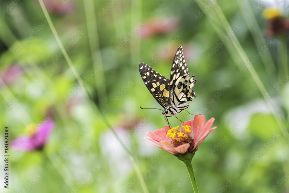 The Common Mormon butterflies sucking nectar from Zinnia flowers . The Common Mormon butterflies sucking nectar from Zinnia flowers .